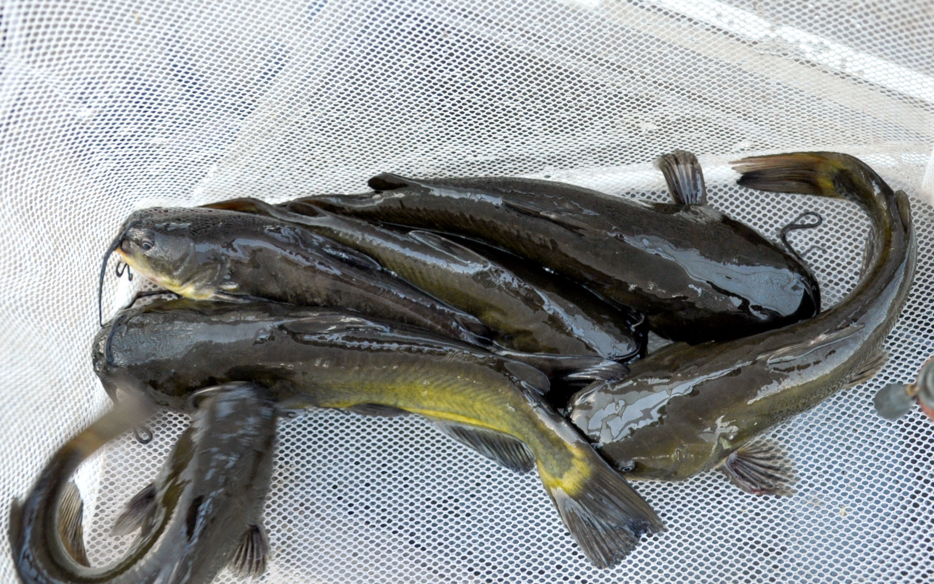 Bullheads.jpg
